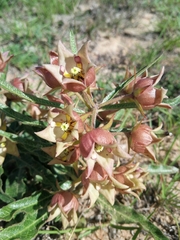 Pachycarpus dealbatus