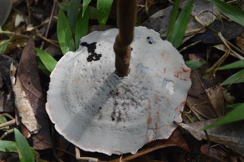 red-staining stalked polypore