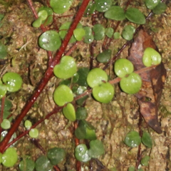 Metrosideros carminea