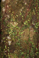 Metrosideros carminea