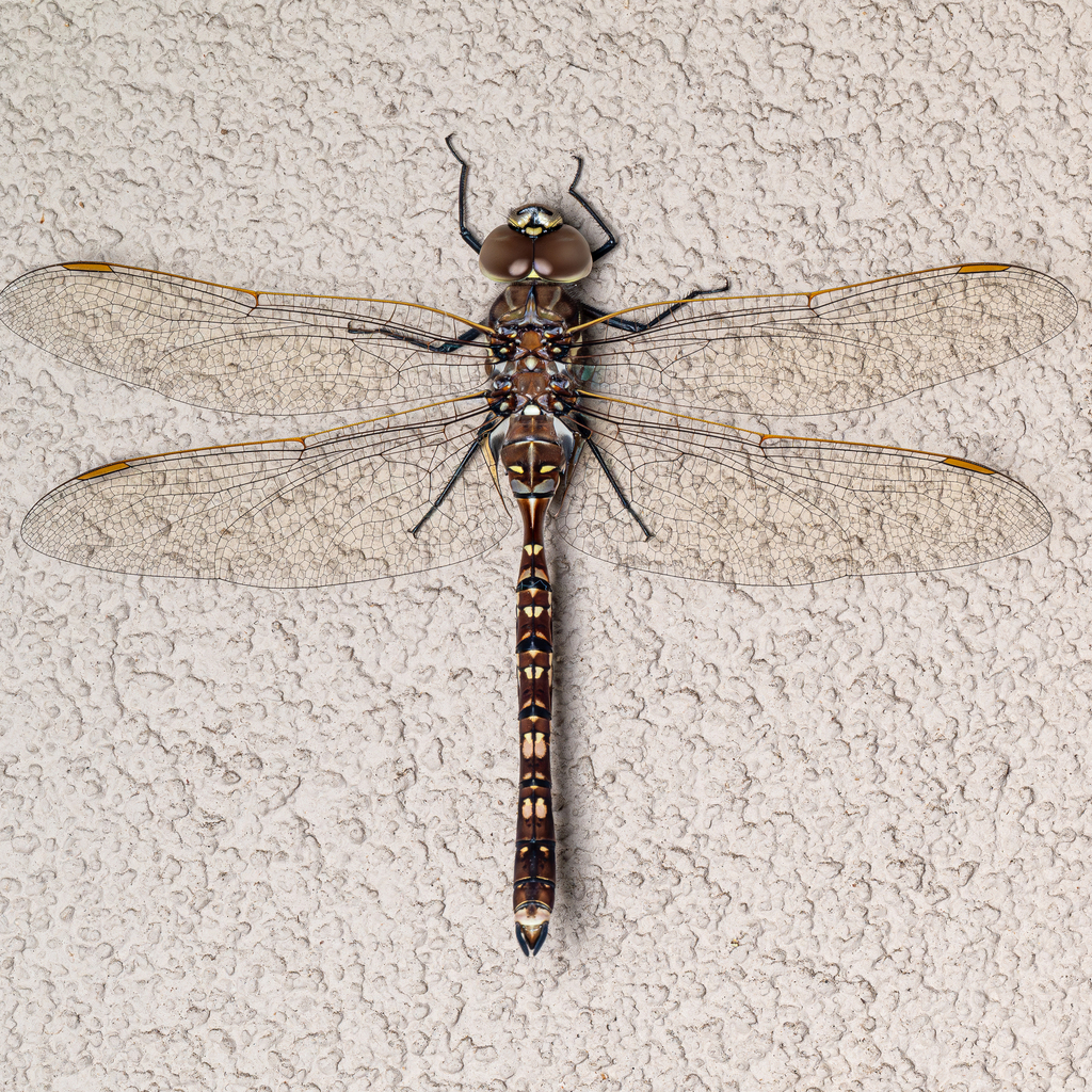 Blue-spotted Hawker