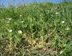 Cerastium nemorale