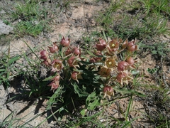 Pachycarpus dealbatus
