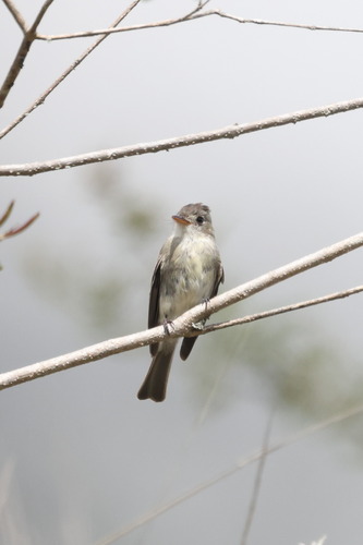 Tumbes Pewee (Contopus punensis)