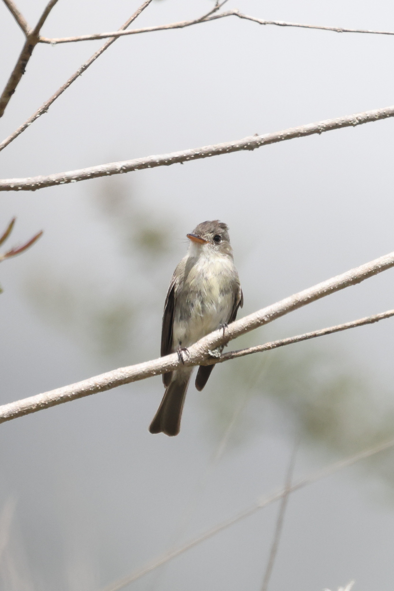 Tumbes Pewee (Contopus punensis), photo 1