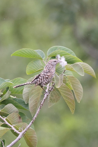Fasciated Wren (Campylorhynchus fasciatus), photo 4