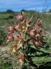 Pachycarpus dealbatus