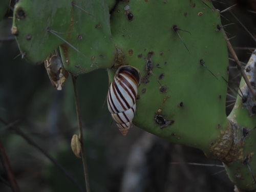 Neopetraeus lobbii