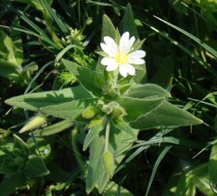 Cerastium nemorale