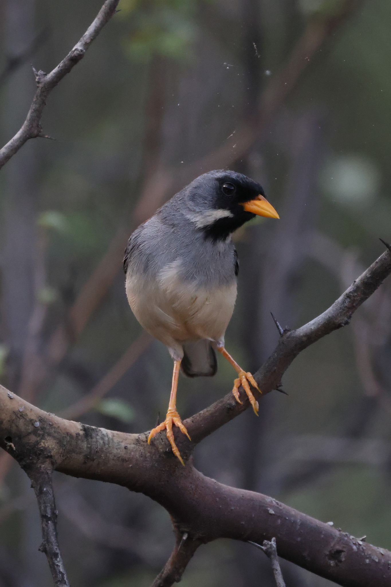 Buff-bridled Inca Finch (Incaspiza laeta), photo 2