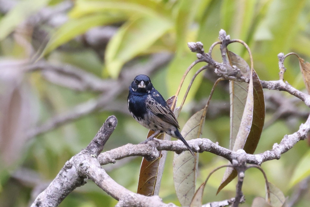 Blue Black Grassquit From Celend N Province Peru On January 7 2024 At   Large 