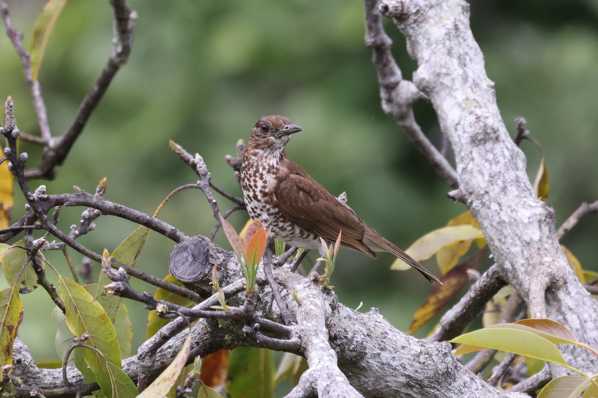 Maranon Thrush (Turdus maranonicus), photo 5