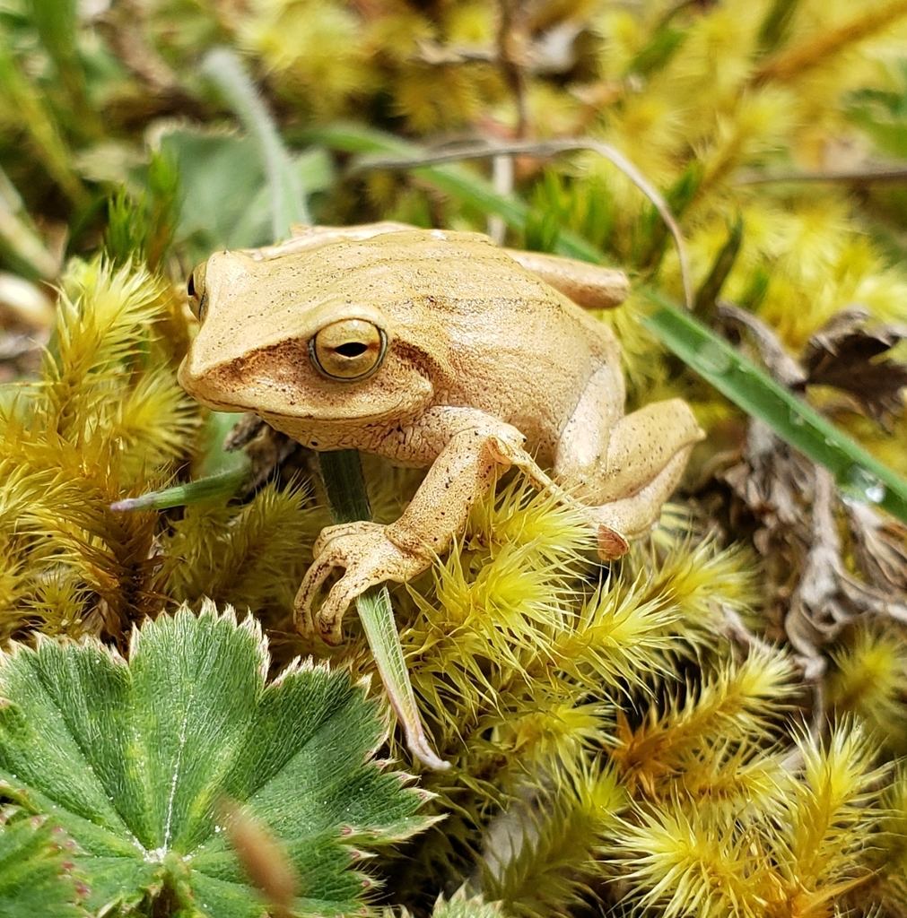 Pristimantis atratus in March 2019 by Nelson Apolo · iNaturalist