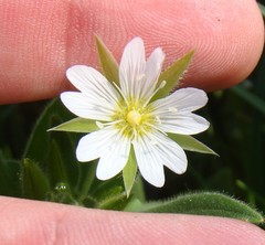 Cerastium nemorale