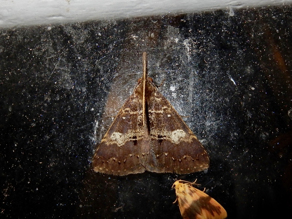 Oxaenanus picticilia