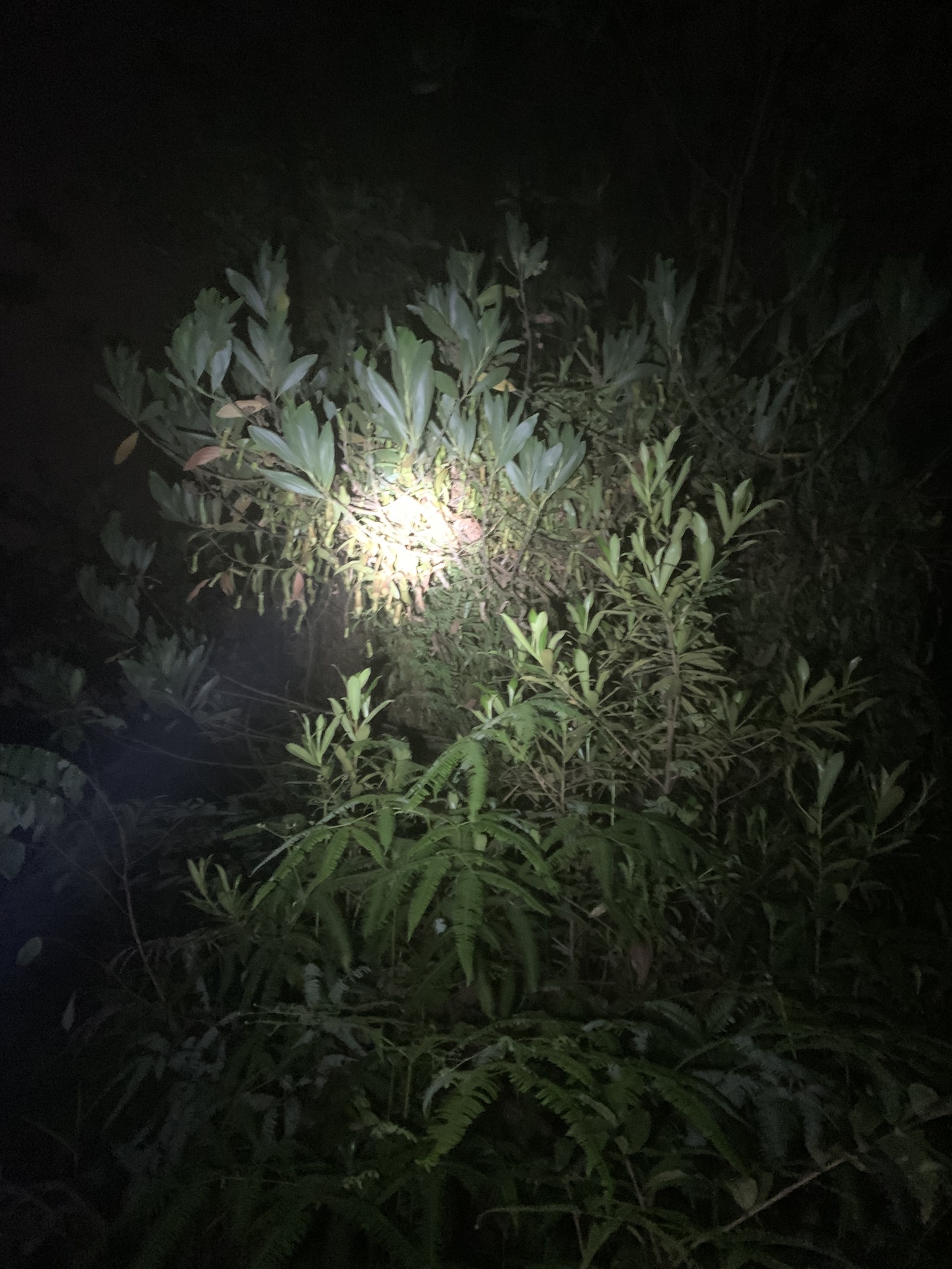 Imagem de Jarro ou planta-jarro
