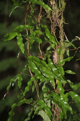 Lygodium articulatum