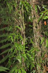 Lygodium articulatum