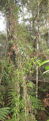 Lygodium articulatum