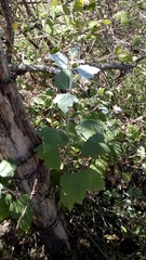 Ambrosia cordifolia
