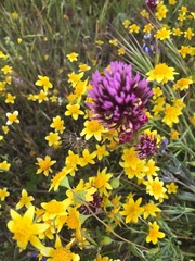 Castilleja exserta