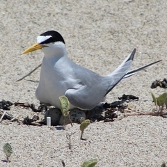Sternula antillarum browni