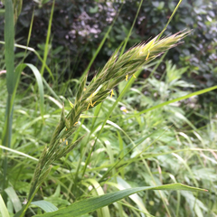 Bromus maritimus