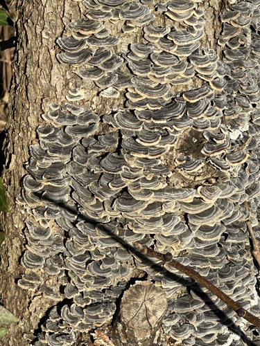 Trametes versicolor