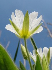 Cerastium nemorale