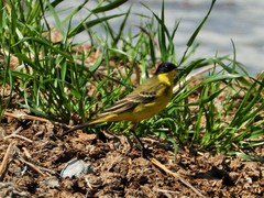 Motacilla flava feldegg