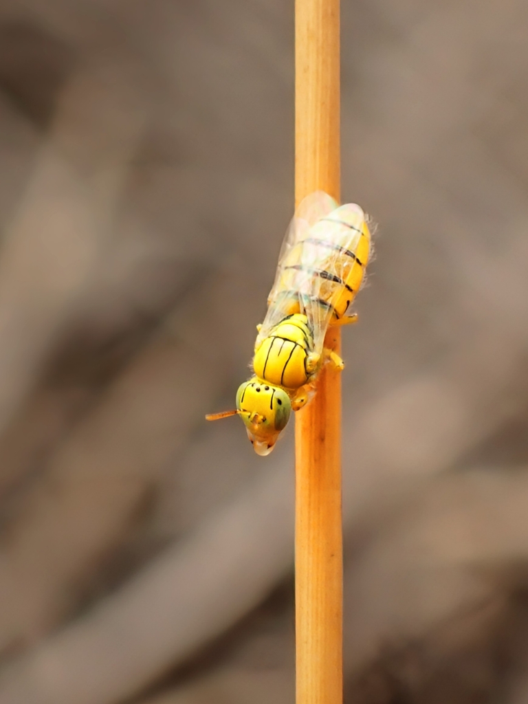 Callohesma