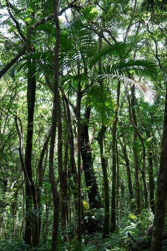 Foto de Palmiste-de-maurício