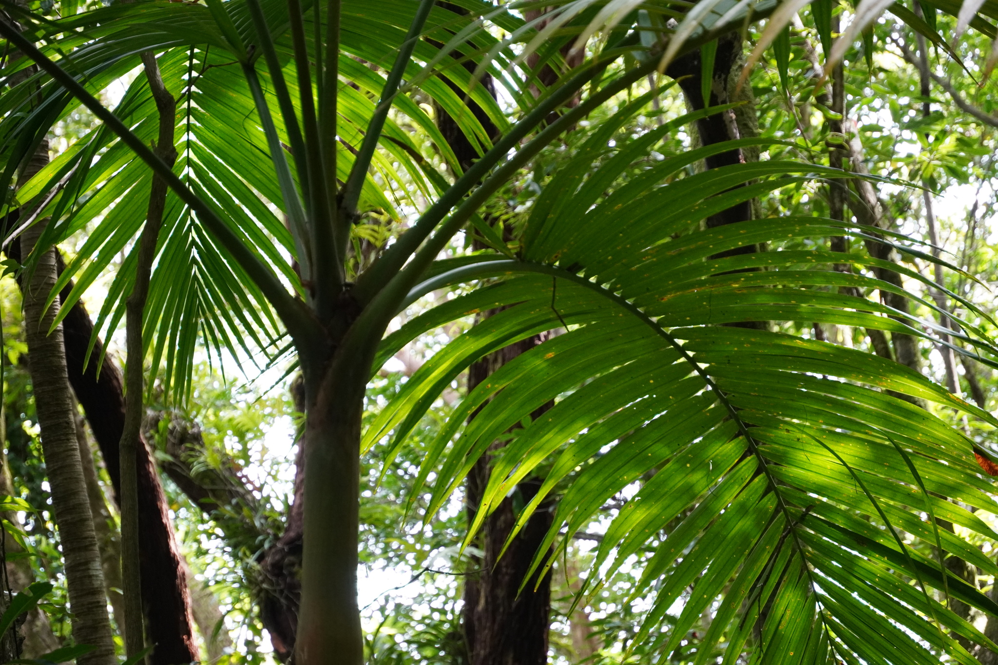 Imagem de Palmiste-de-maurício