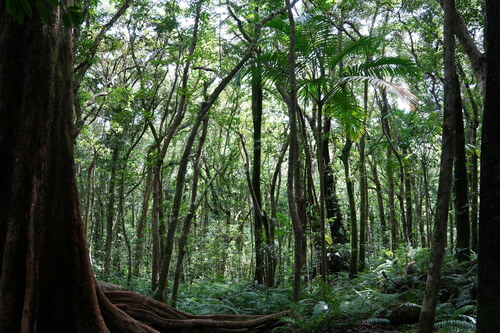 Foto de Palmiste-de-maurício