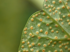 Aristolochia pallida