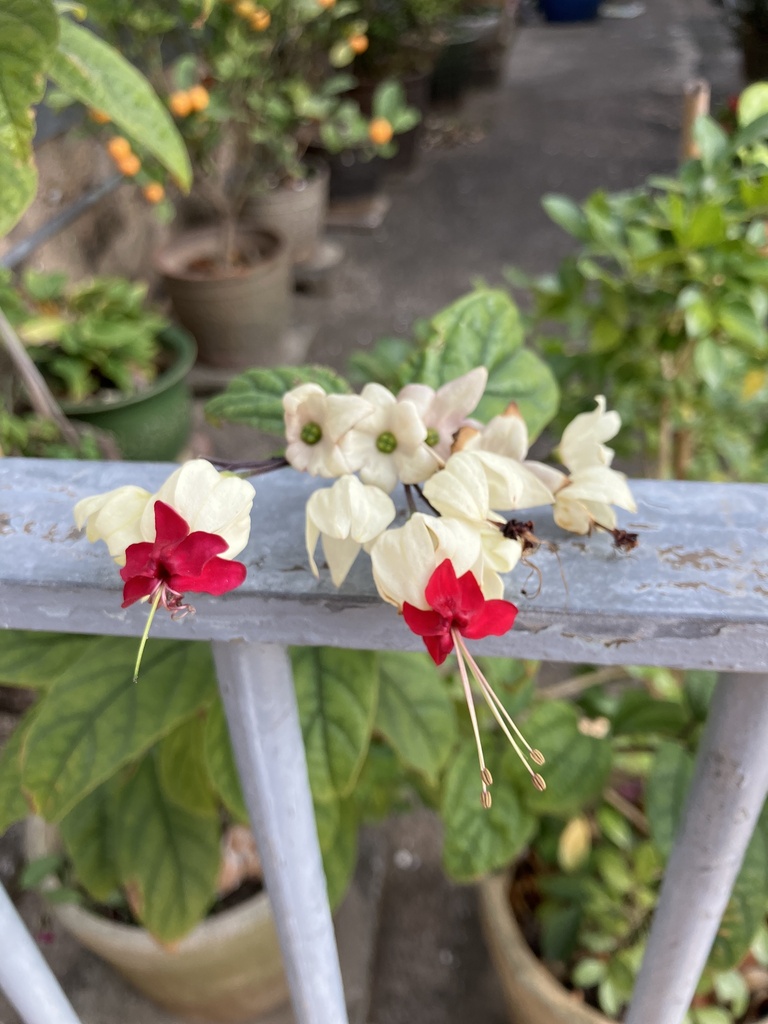 Foto de Trepadeira Lágrima de cristo