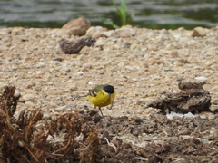 Motacilla flava feldegg