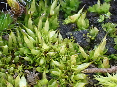 Encalypta vulgaris