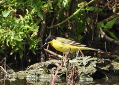 Motacilla flava feldegg