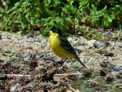 Motacilla flava feldegg