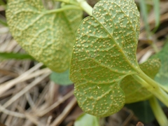 Aristolochia pallida
