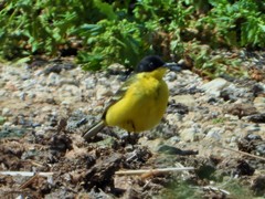 Motacilla flava feldegg