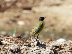 Motacilla flava feldegg