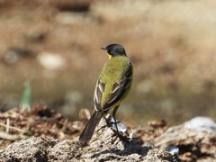 Motacilla flava feldegg