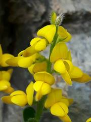 Genista germanica