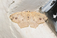 Epigynopteryx termininota