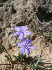 Aristea abyssinica