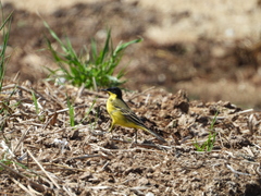 Motacilla flava feldegg