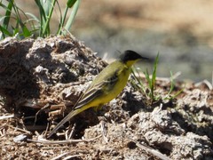 Motacilla flava feldegg