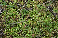 Limnanthes macounii